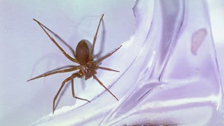 Versteckt sich in Schubladen: Der Biss dieser Spinne zerstört die Haut