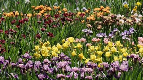 Late summer is the perfect time to plant irises. Here’s how to care for them
