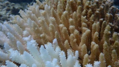 Hitzestress: Rekord-Korallenbleiche vor Westaustralien