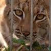 Lynx could be first UK zoo-born cat freed into the wild