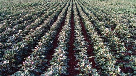 El campo alerta de &quot;nuevas plagas&quot;: el bloqueo de pesticidas por la Agenda 2030 dispara la peligrosidad de insectos