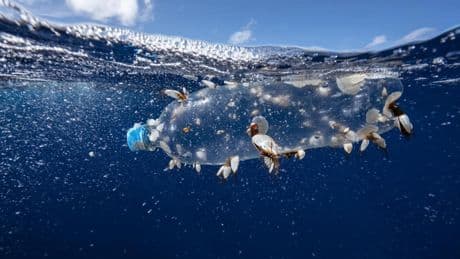 Türk Toraks Derneği Çevre Günü açıklaması: Plastik hasta eder, öldürür, tüm canlılar için risklidir