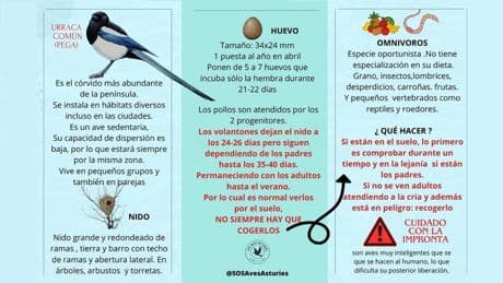 Qué hacer si nos encontramos un volantón de urraca en el suelo