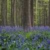 Bluebells and other spring flowers can be nature's antidote to stressful times