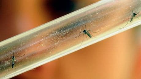 Chikungunya : huit cas autochtones enregistrés en métropole, un niveau jamais vu aussi tôt dans l’année