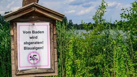 Badespaß ohne Risiko - Blaualgen nicht in gefährlicher Menge