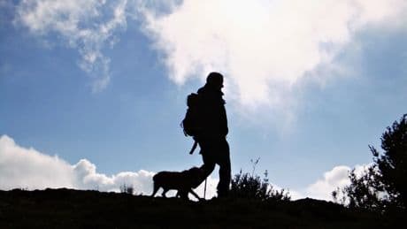 Peregrinar con tu perro: cómo afrontar una caminata sobre cuatro patas hasta Santiago de Compostela