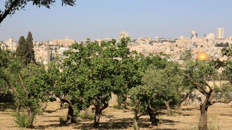 Vendredi de la 5e semaine du temps pascal (Jn 15, 12-17)