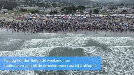 Honden glijden over golven tijdens surfkampioenschap