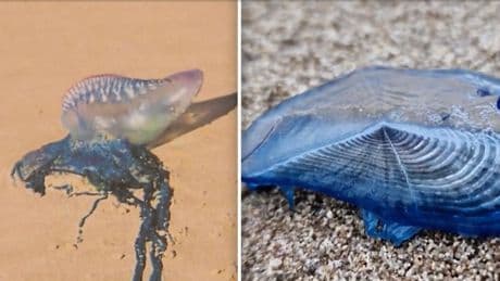 Mittelmeer: Giftige "blaue Drachen" tauchen an Stränden auf – Warnung für Badegäste
