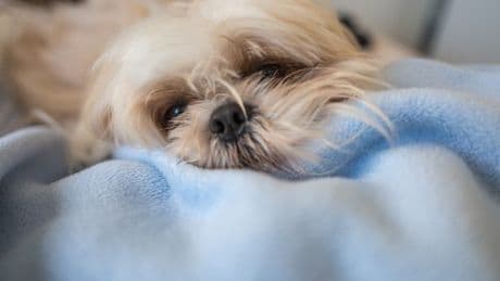 Woman warns new boyfriend about her dog is amazed by what he does next