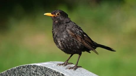 Blackbirds under new threat after mosquito-borne disease arrives in UK