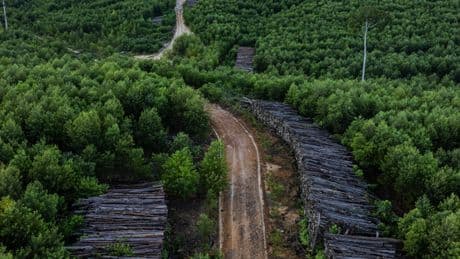 The Rainforests Being Cleared to Build Your R.V.
