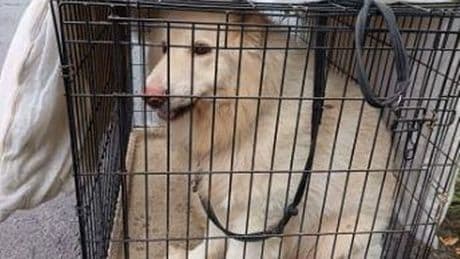 Dog dumped in cage outside Dumbarton animal rescue centre as SSPCA launch appeal