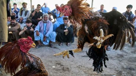 Photos of cockfighting in Afghan capital show a bloody pastime thriving in the shadows