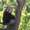 Le zoo d'Amiens Métropole annonce la naissance d'un panda roux
