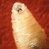 Crisis warning as flesh-eating insects are found invading US through Mexican migrant route