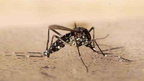Gefährliches Insekt vor der Haustür: Unaussprechliches Tropenvirus jetzt erstmals direkt an der Grenze