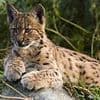 Will lynx be freely roaming Britain in two years' time? Natural England chief says they should be