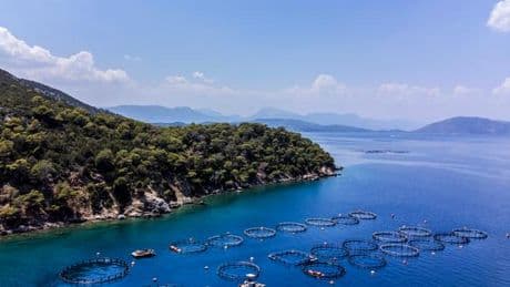 Sur l’île grecque de Poros, l’extension de la pisciculture abandonnée au nom de l’environnement