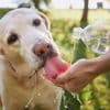 Sommer-Alarm für Hundebesitzer: Diese Tipps können Leben retten