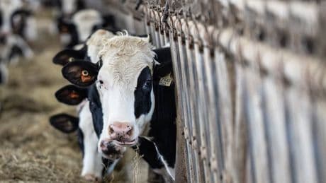Bill to protect supply management in trade talks close to becoming law