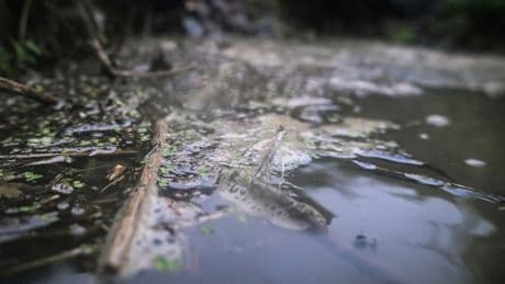 'Forever chemical' found in dozens of UK rivers, study finds