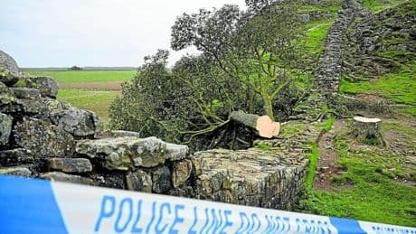 Ya hay castigo para los vándalos que talaron el árbol de Robin Hood