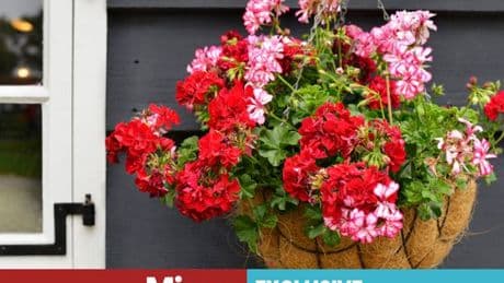 Households warned over common mistake that will damage hanging basket blooms