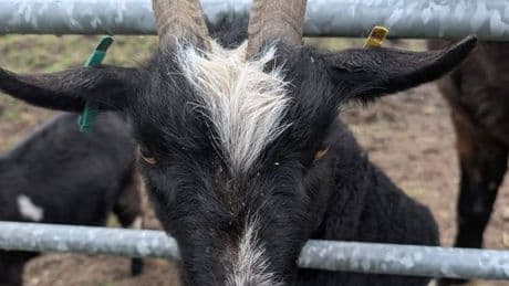 Scots farmer 'devastated' after two pet pygmy goats stolen from farmyard