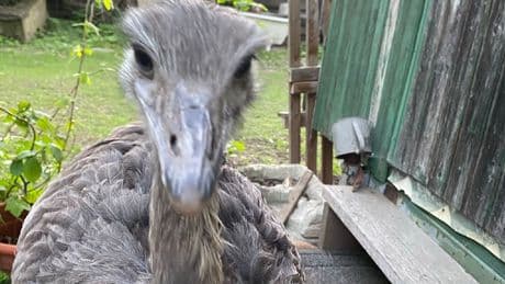Tierische Fahndung - Polizei sucht nach ausgebüxtem Nandu
