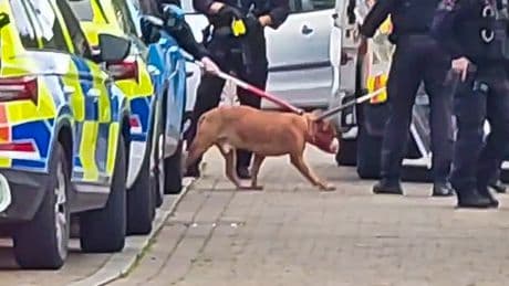 Baby and two adults taken to hospital after being mauled by dog in horror attack