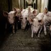 Voor het eerst sinds jaren zeventig telt Nederland minder dan tien miljoen varkens