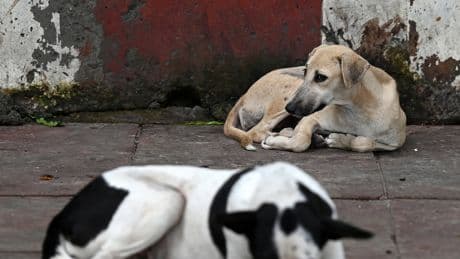 India’s Supreme Court Tells New Delhi to Round Up Stray Dogs