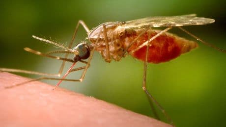 Thousands fall ill with mosquito-borne virus in China