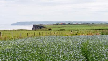 En Normandie, à l’affût des fleurs de lin bleues