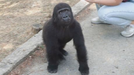 "Zeytin" 8 ay sonra memleketine gidiyor! İstanbul'da bulunan yavru goril Nijerya'ya gönderilecek