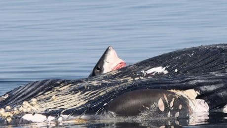 Whale watching tour gets front-row seat to shark ‘aggressively’ eating carcass