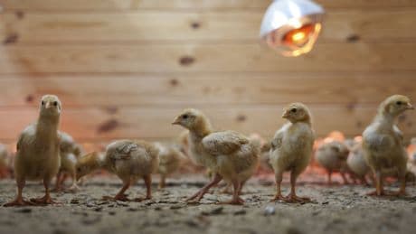 12,000 chicks found abandoned in postal truck raise concerns about animal shipping