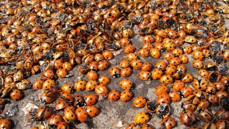 Beach-goers 'flee to hide in cars' as ladybird swarming 2025 'biggest ever' say experts