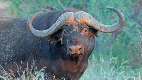 Büffel tötet US-Millionär bei Safari in Südafrika