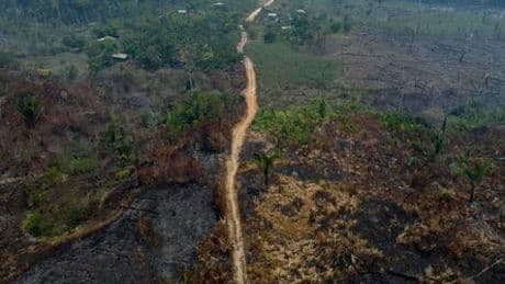 Waldbrände und Abholzung: Zerstörung tropischer Regenwälder auf höchstem Stand seit 2002