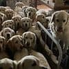 Golden retrievers killed each other in fights and were left without fresh water at popular attraction where tourists paid to play with the dogs
