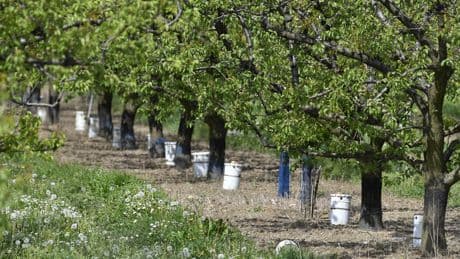 Agriculture : le terrible recul de la production de fruits français