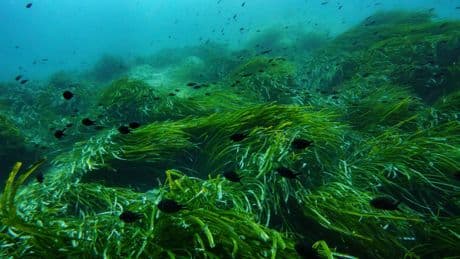 As the UN Ocean Conference opens in France, a push to turn promises into protection