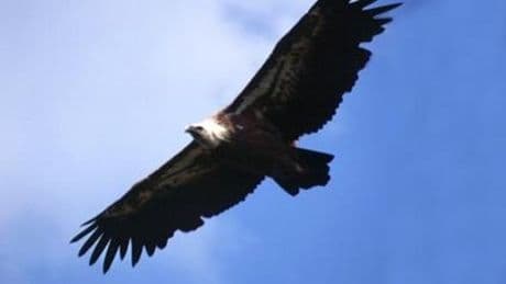 Il Grifone torna a volare sulle Alpi liguri