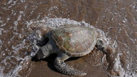 Experts alarmed as dead turtles with bleeding eyes wash up on Australia’s beaches: ‘It’s very, very worrying’