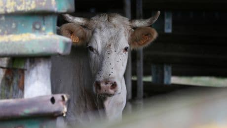«Des sévices graves» : L214 porte plainte contre l'abattoir de Porto-Vecchio pour maltraitance animale