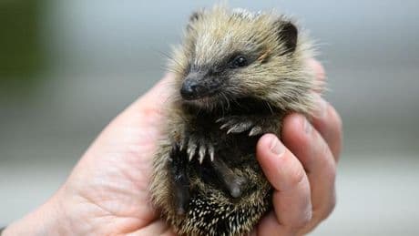 Tierwelt: Viele Gefahren für Igel in Sachsen durch Menschen