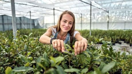 Der Matcha-Boom: Vorreiterin setzt auf deutschen Teeanbau